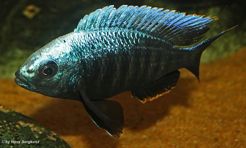 Copadichromis parvus